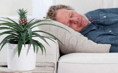 End Snoring Now by Sleeping With a Pineapple Plant